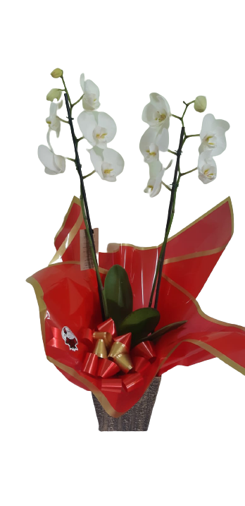 Orquídea 2 Hastes Branca – Lis Floricultura – Marília – SP